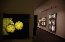 Wasp_exhibition__DSC3436
